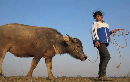 Rural life through children’s eyes  - ảnh 1